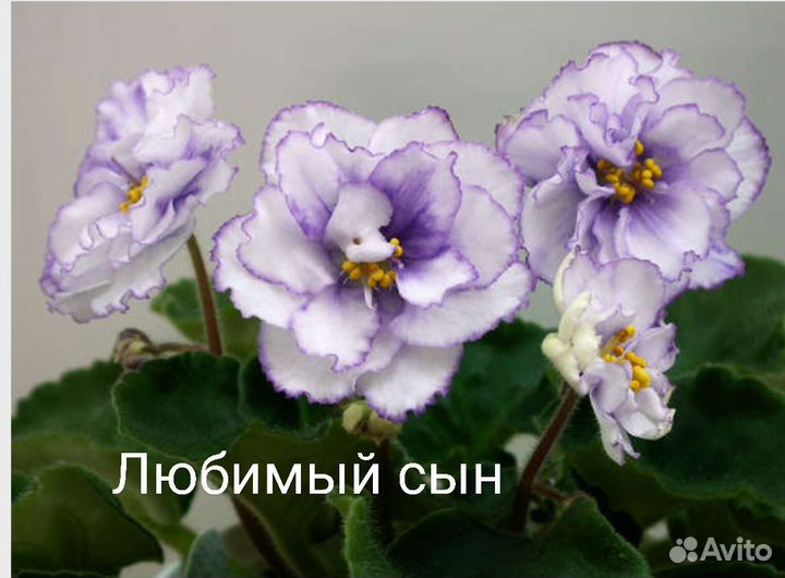 Сортовые фиалки