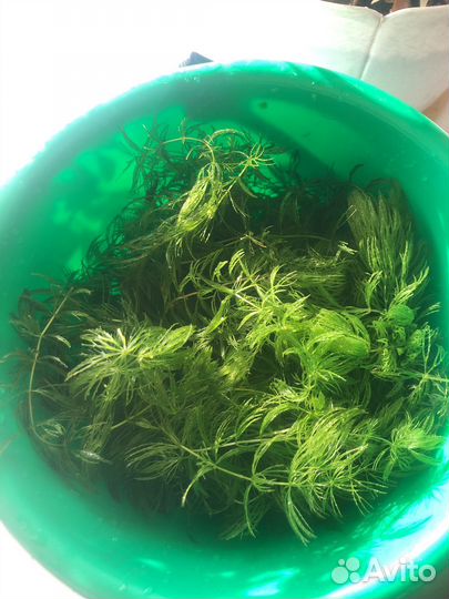 Аквариумная трава