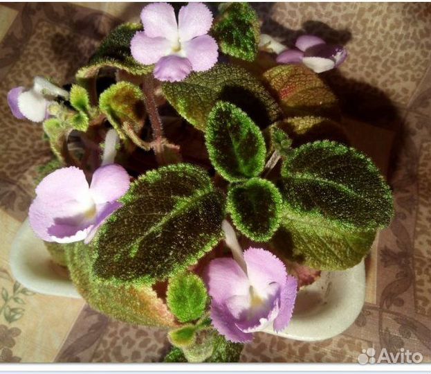 Излишки эписции