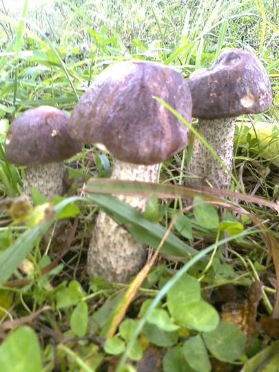 Участок 6 сот. (СНТ, ДНП)