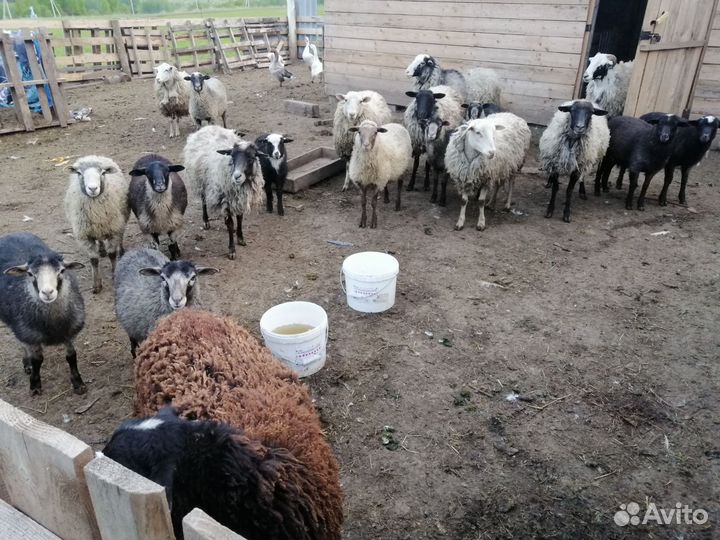 Овцы бараны