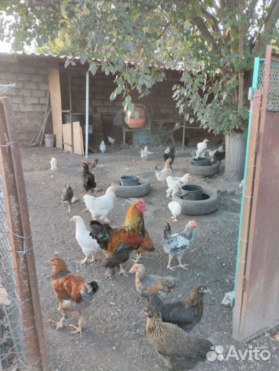 Продам цыплят петушков породы брама и цысарок