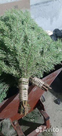 Веники пихтовые, всегда свежие и хорошие для бани