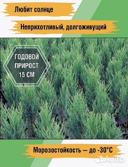 Можжевельник блю эрроу саженец