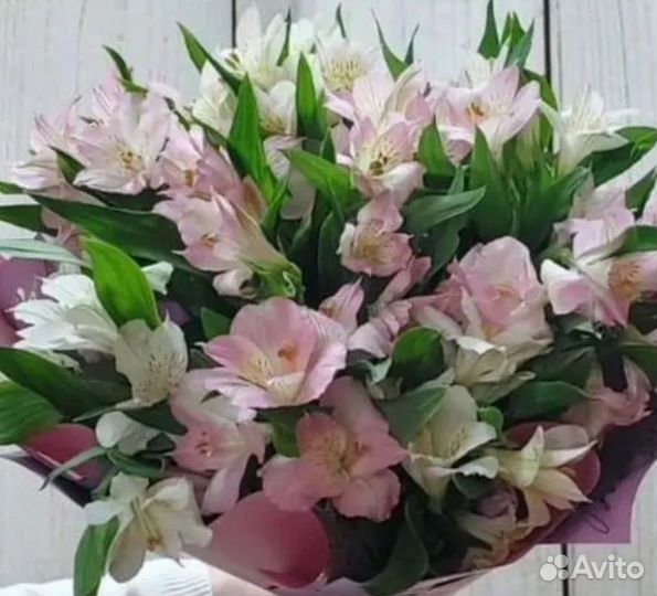 Цветы Альстромерия Доставка Самовывоз Букеты