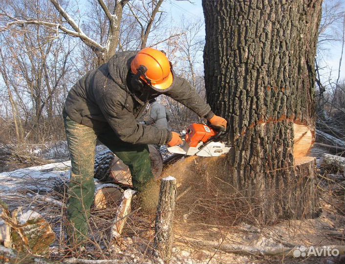 Спил деревьев