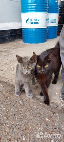 Котята в добрые руки бесплатно