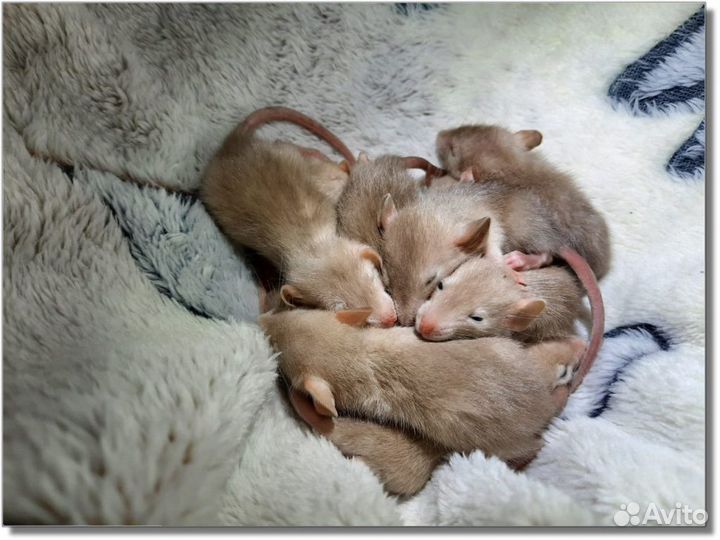 Крысята Дамбо. (крысы-бельчата)