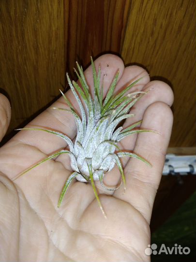 Тилландсия атмосферная