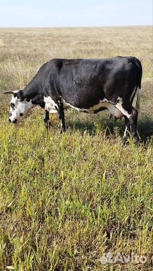 Корова дойная