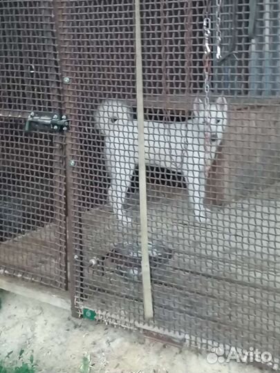 Западно сибирская лайка