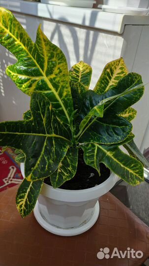 Кодиеум кротон