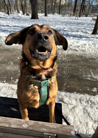 Собака бесплатно в добрые руки