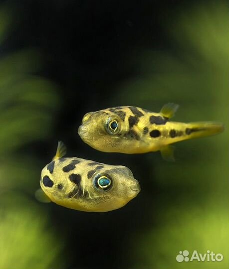 Аквариумные рыбки каламоихты, и многие другие