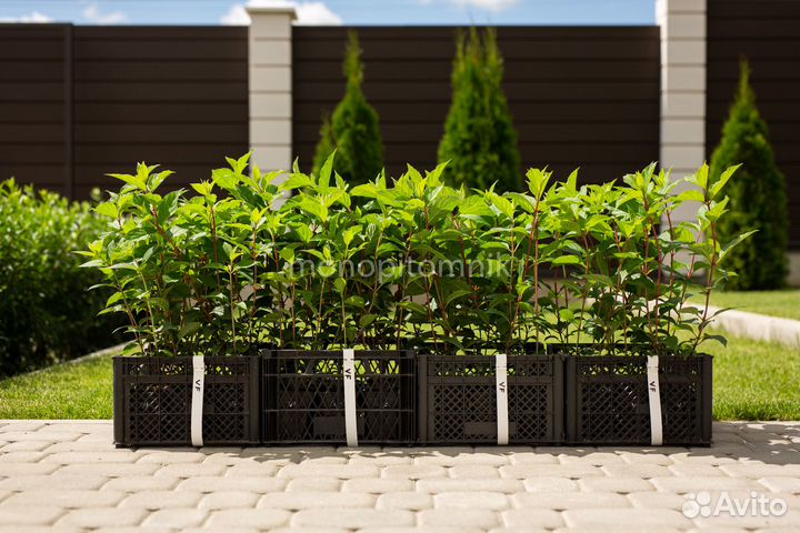 Гортензия метельчатая Vanille Fraise P9