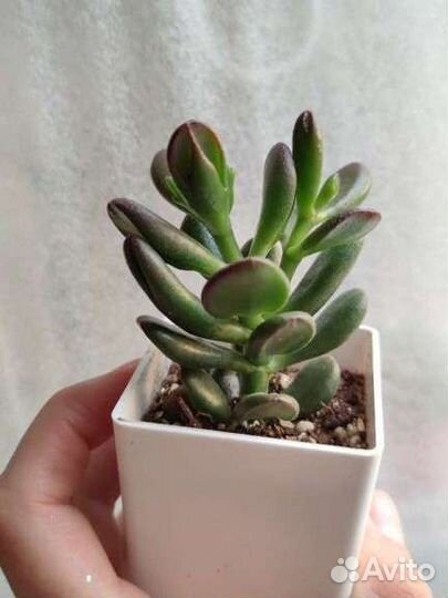 Крассула Триколор,Хоббит,Тетрагона,Роджерси