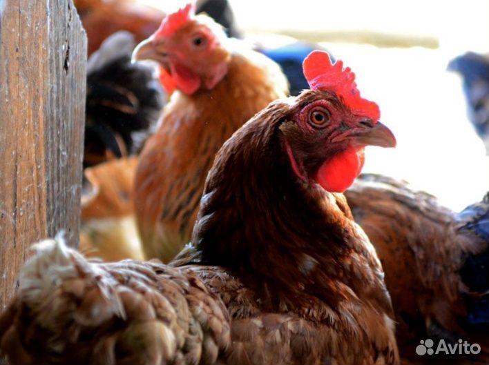 Бройлерные куры живым весом 2.5 - 3.5кг. Оптом