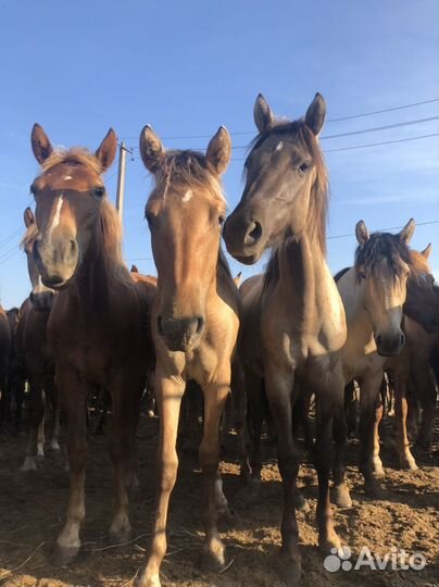 Продажа лошадей