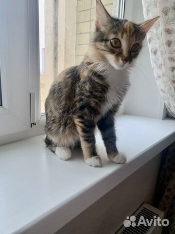 Сибирский котенок (девочка) объявление продам