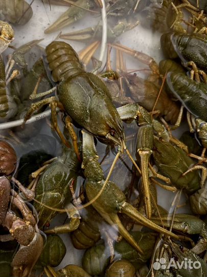 Раки к пенному