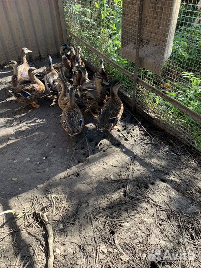 Подсадные утки