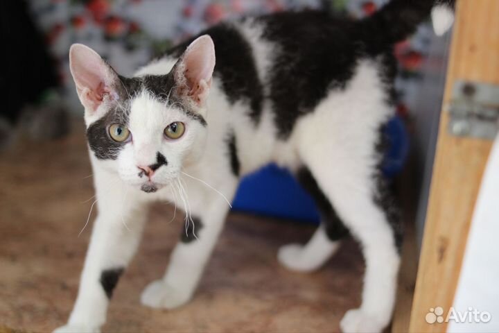 Сфинкс браш мальчик