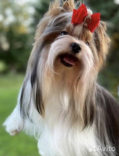 Бивер вязка