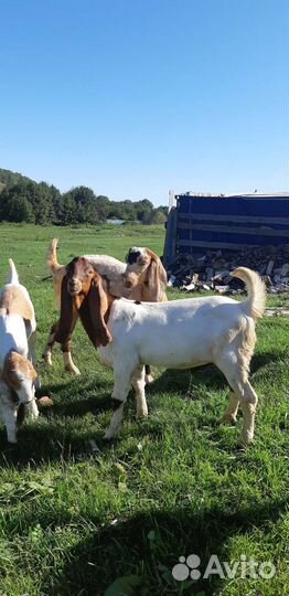 Козел камори