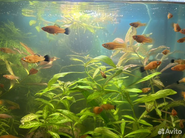 Аквариумные рыбки меченосцы