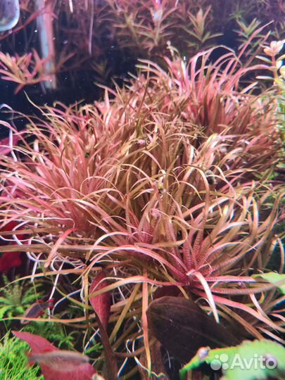 Бликса Японская