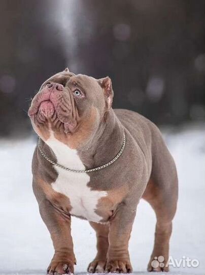 Американский булли покет вязка