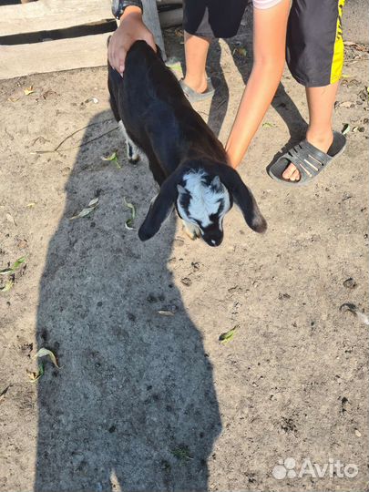 Англо-нубийский козлики