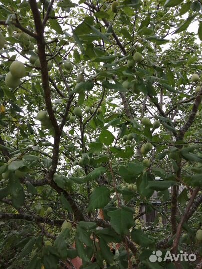 Саженцы сливы синей