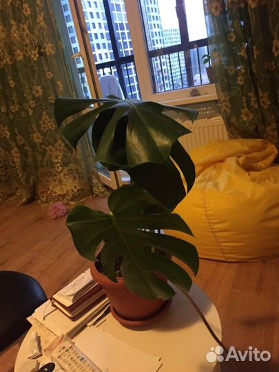 Роза,монстера,сингониумы много в горшках