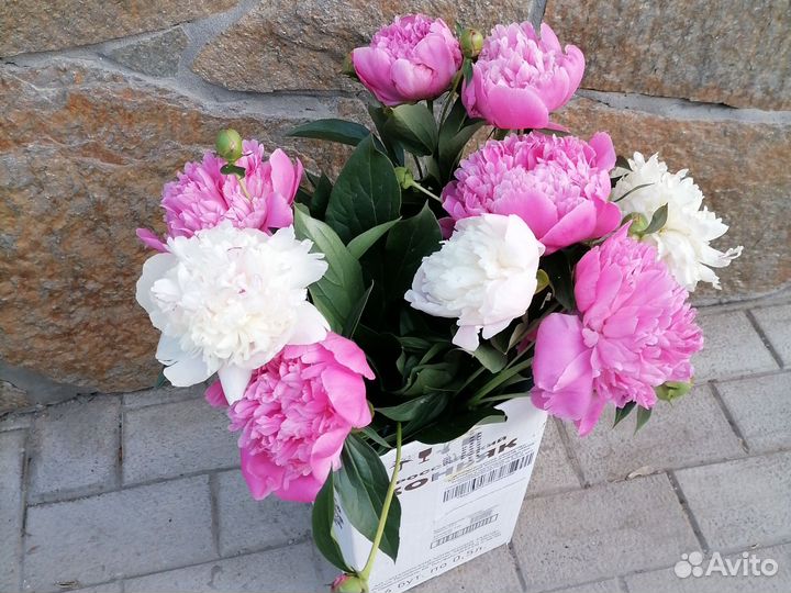 Пионы букет