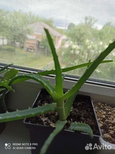 Алоэ столетник