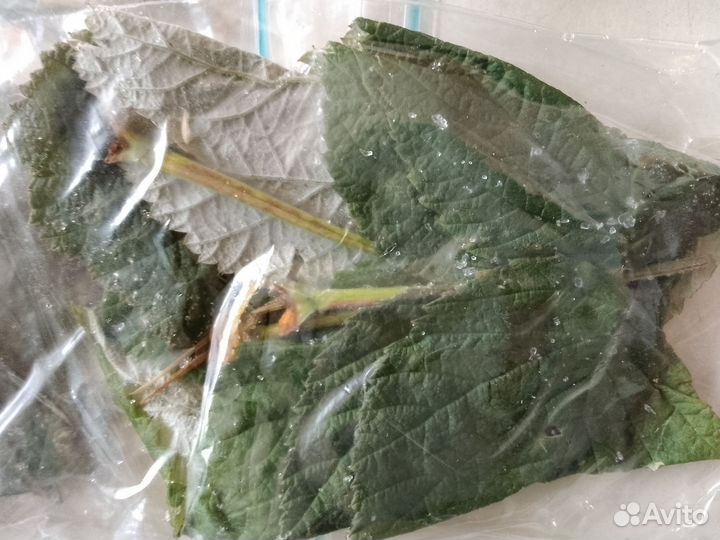 Корм для палочника, малина лист замороженный