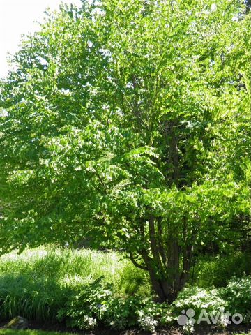 Саженцы Багрянник японский Cercidiphyllum japonic