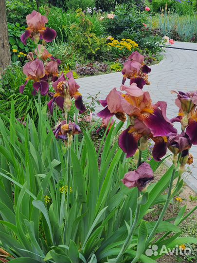 Ирис эхинацеи рудбекии