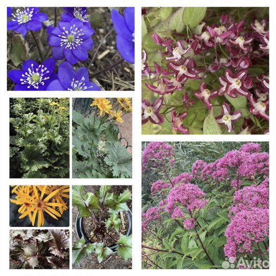 Многолетники почтой