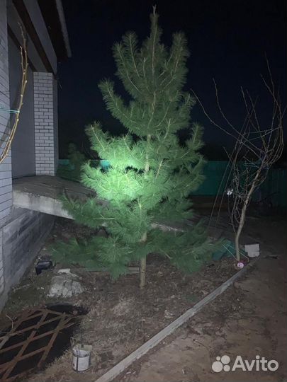 Саженцы кедра крупноплодного, быстроплодоносящего