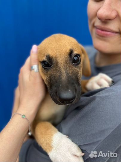 Щенок тедди