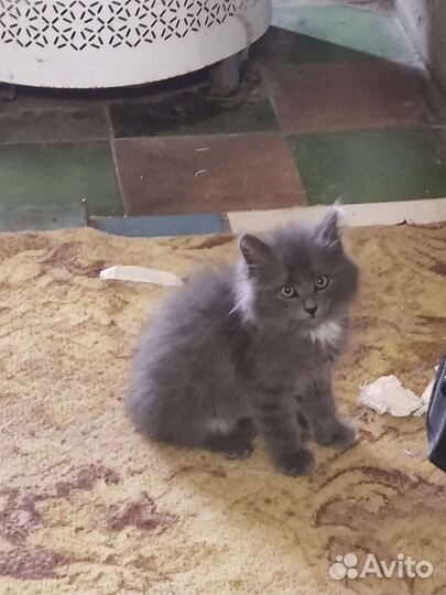 Котята в добрые руки бесплатно коты