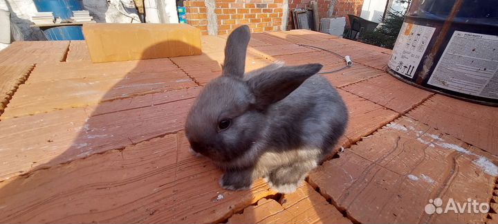 Крольчата месячные, карликовые