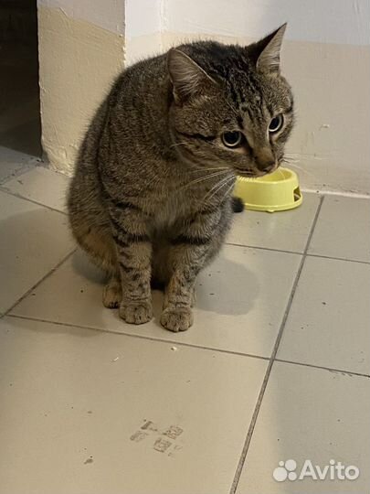 Кошка