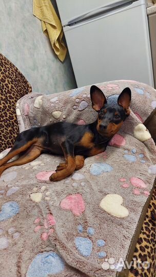 Цвергпинчер