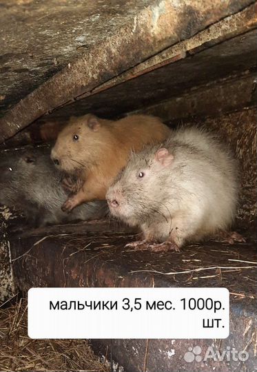 Нутрии. Мясо нутрий