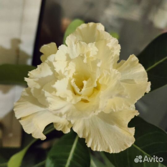 Адениум прививка