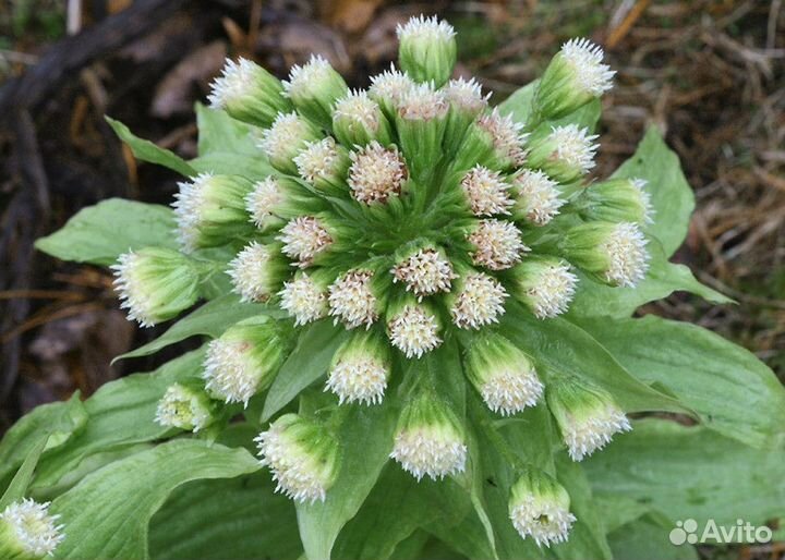 Белокопытник japan variegata