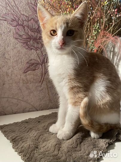 Котята